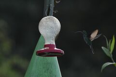 Campylopterus hemileucurus