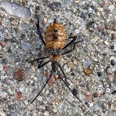 Leptoglossus occidentalis
