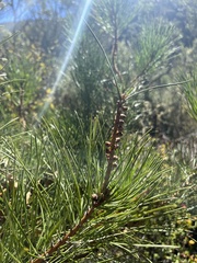 Pinus muricata