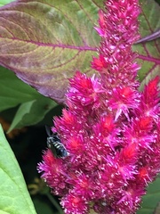 Myzinum obscurum