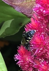 Myzinum obscurum