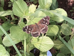 Anthanassa texana texana