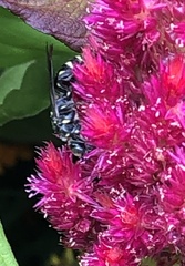 Myzinum obscurum