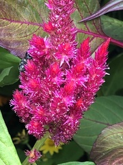Myzinum obscurum