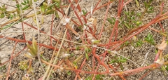 Portulaca halimoides