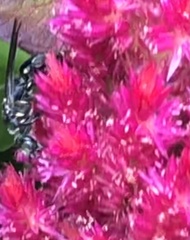 Myzinum obscurum