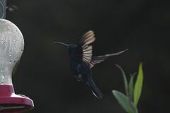 Campylopterus hemileucurus