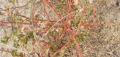 Portulaca halimoides