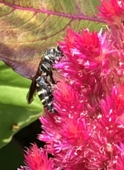 Myzinum obscurum