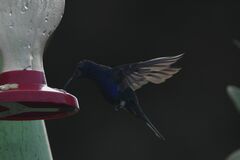 Campylopterus hemileucurus