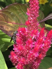Myzinum obscurum