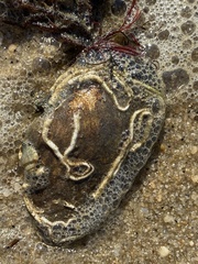 Vermetoidea