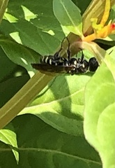 Myzinum obscurum