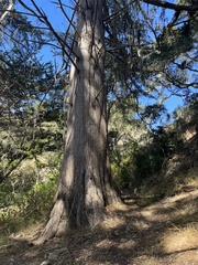 Cupressus macrocarpa