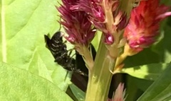 Myzinum obscurum