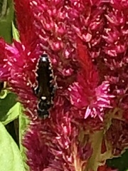 Myzinum obscurum