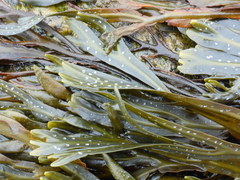 Fucus distichus