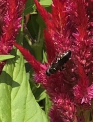 Myzinum obscurum