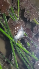 Ancula gibbosa