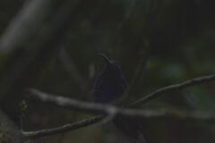 Campylopterus hemileucurus