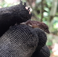Anolis rodriguezii