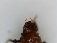 Paracorythoderus marshalli