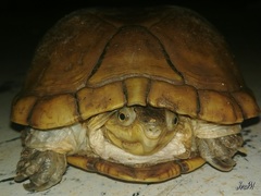 Kinosternon arizonense