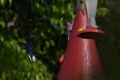 Campylopterus hemileucurus