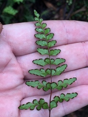 Lindsaea trichomanoides