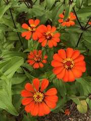 Zinnia elegans