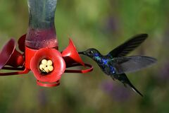 Campylopterus hemileucurus