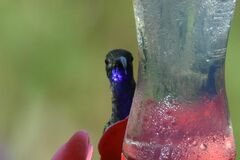 Campylopterus hemileucurus