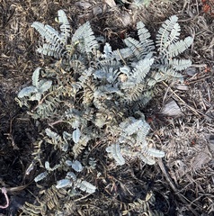 Astragalus nuttallii