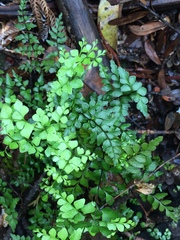 Lindsaea trichomanoides