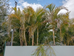 Arecoideae
