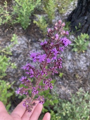 Carphephorus paniculatus