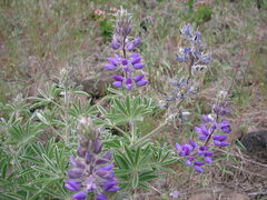 Lupinus sericeus