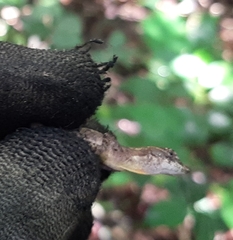 Anolis rodriguezii