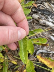 Carphephorus paniculatus