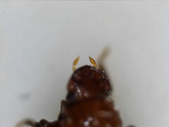 Paracorythoderus marshalli