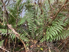Polystichum braunii