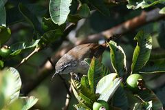 Cantorchilus modestus
