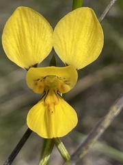 Diuris aurea