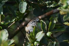 Cantorchilus modestus