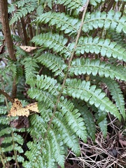 Polystichum braunii