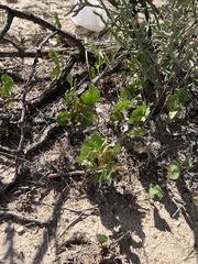 Acourtia nana