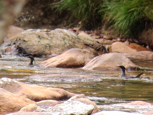 Brazilian Merganser (Mergus octosetaceus)