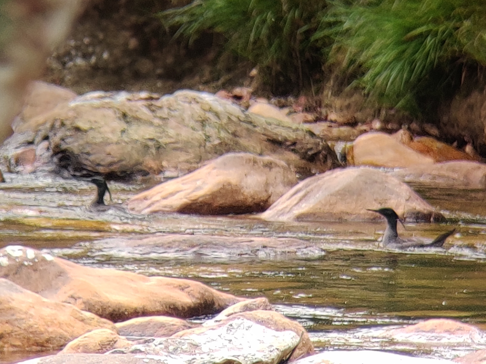 Brazilian Merganser (Mergus octosetaceus), photo 1