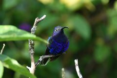 Campylopterus hemileucurus