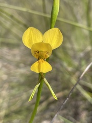 Diuris aurea